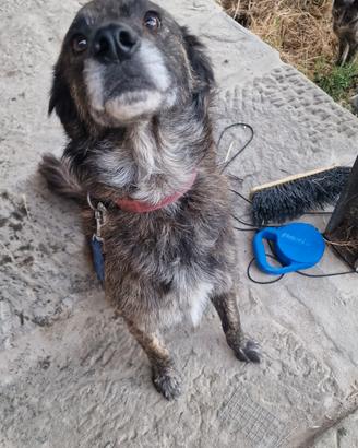 Canina in adozione