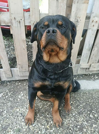 Rottweiler con pedigree