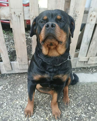 Rottweiler con pedigree