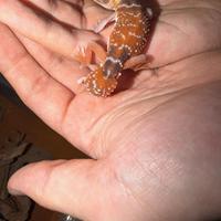 Geco australiano Nephrurus Levis Levis