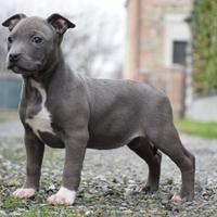 Cucciole di American Pit Bull Terrier con pedigree