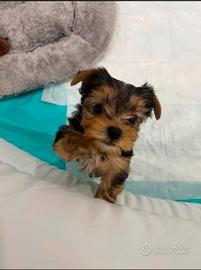 Yorkshire mini toy