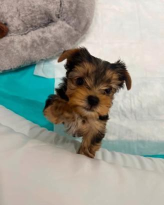 Yorkshire mini toy