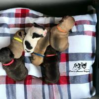 Cuccioli Bulldog francesi alta genealogia