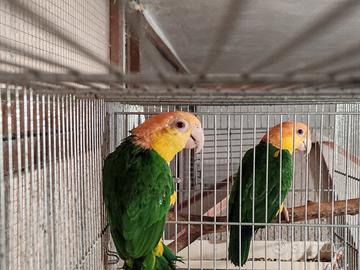 Coppia caicco testa gialla