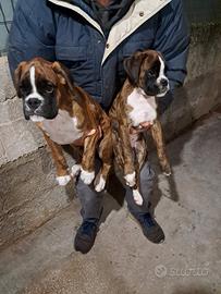 Cuccioli di boxer fulvi e tigrati con pedigree