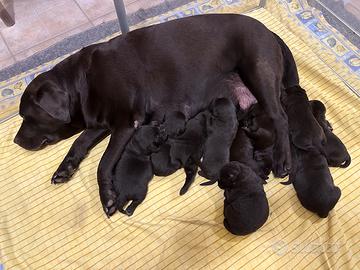 CUCCCIOLI di LABRTADOR