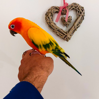 Conuro del sole allevato a mano