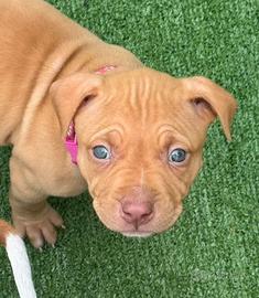 Ciccioli di american pitbull terrier occhi chiari