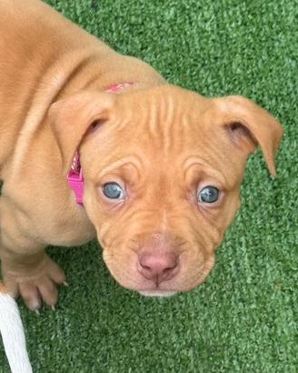 Ciccioli di american pitbull terrier occhi chiari