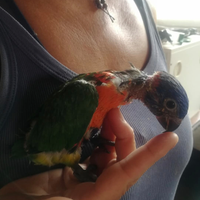 Pappagalli Lory lori arcobaleno allevati a mano