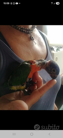 Pappagalli Lory lori arcobaleno allevati a mano
