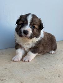 Cuccioli Border Collie con pedigree
