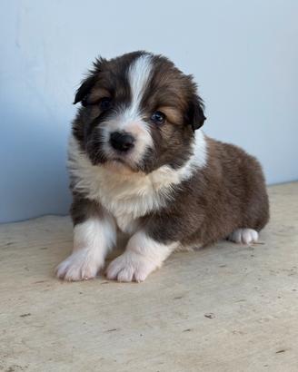 Cuccioli Border Collie con pedigree