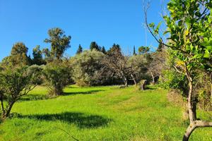 Vendita terreno agricolo