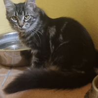 Splendide cucciole femmine mainecoon pedigree ANFI