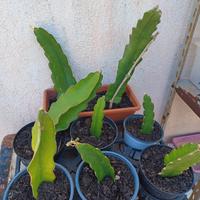 Frutto del drago pitaya