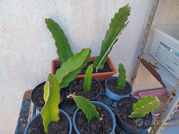 Frutto del drago pitaya