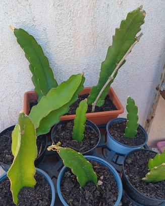Frutto del drago pitaya