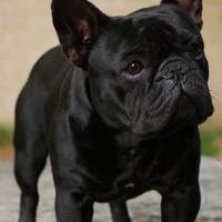 Bouledogue/ bulldog francese monta