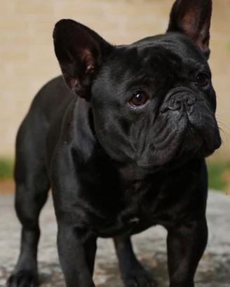Bouledogue/ bulldog francese monta