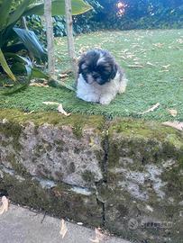 Shitzu cucciioli