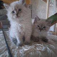 Gatto siberiano neva