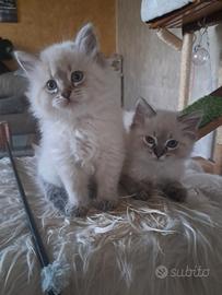 Gatto siberiano neva