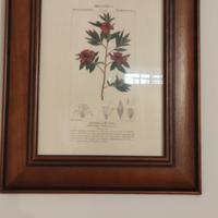 quadri piante officinali