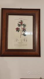 quadri piante officinali