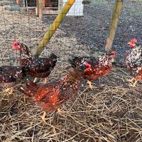 Millefiori di Lonigo