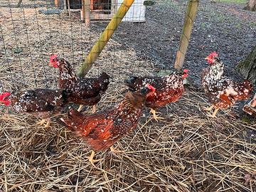 Millefiori di Lonigo