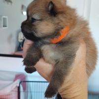 Cuccioli volpino di Pomerania