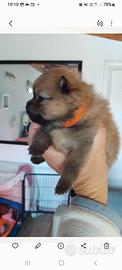 Cuccioli volpino di Pomerania