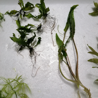 Mix piante per acquario