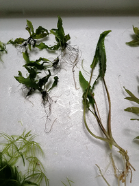 Mix piante per acquario