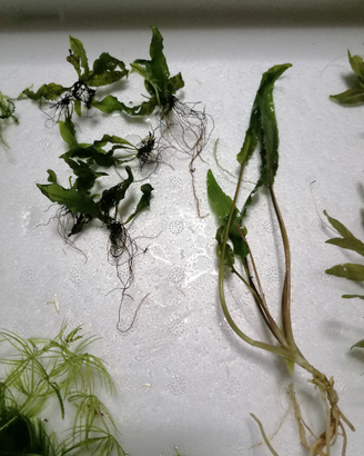 Mix piante per acquario