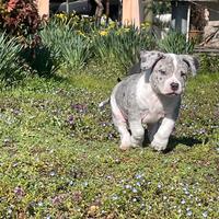 American bully disponibili