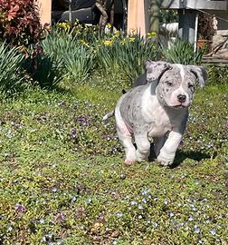 American bully disponibili