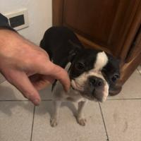 Cucciola Boston terrier amorevole di 9 mesi