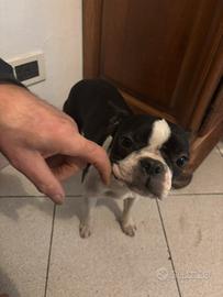 Cucciola Boston terrier amorevole di 9 mesi