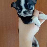 Cucciolo di chihuahua