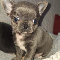 Chihuahua maschietto PC Pedigree enci