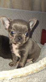 Chihuahua maschietto PC Pedigree enci