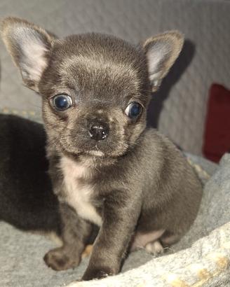 Chihuahua maschietto PC Pedigree enci