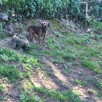 Segugio maremmano da cinghiale Femmina