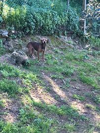 Segugio maremmano da cinghiale Femmina