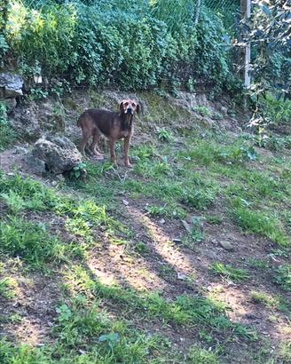 Segugio maremmano Femmina