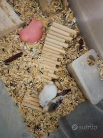 Due criceti più alloggio