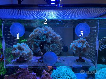 Talee Caulastrea spp